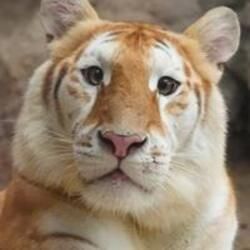 ava-the-golden-tiger