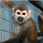 escaped-lab-monkeys