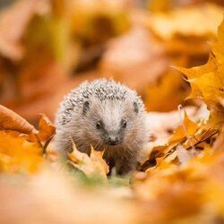 hedgy