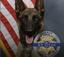 k-9-killed-in-shootout